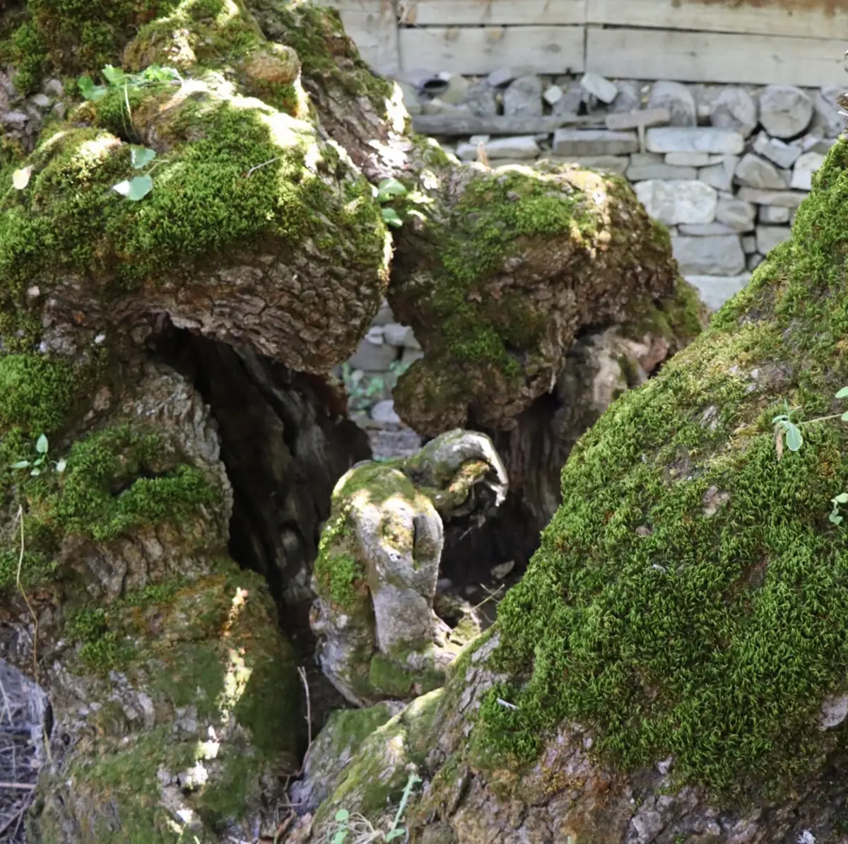 300 yillik dut agacinda insan figuru goruntusu mAt6wnQb