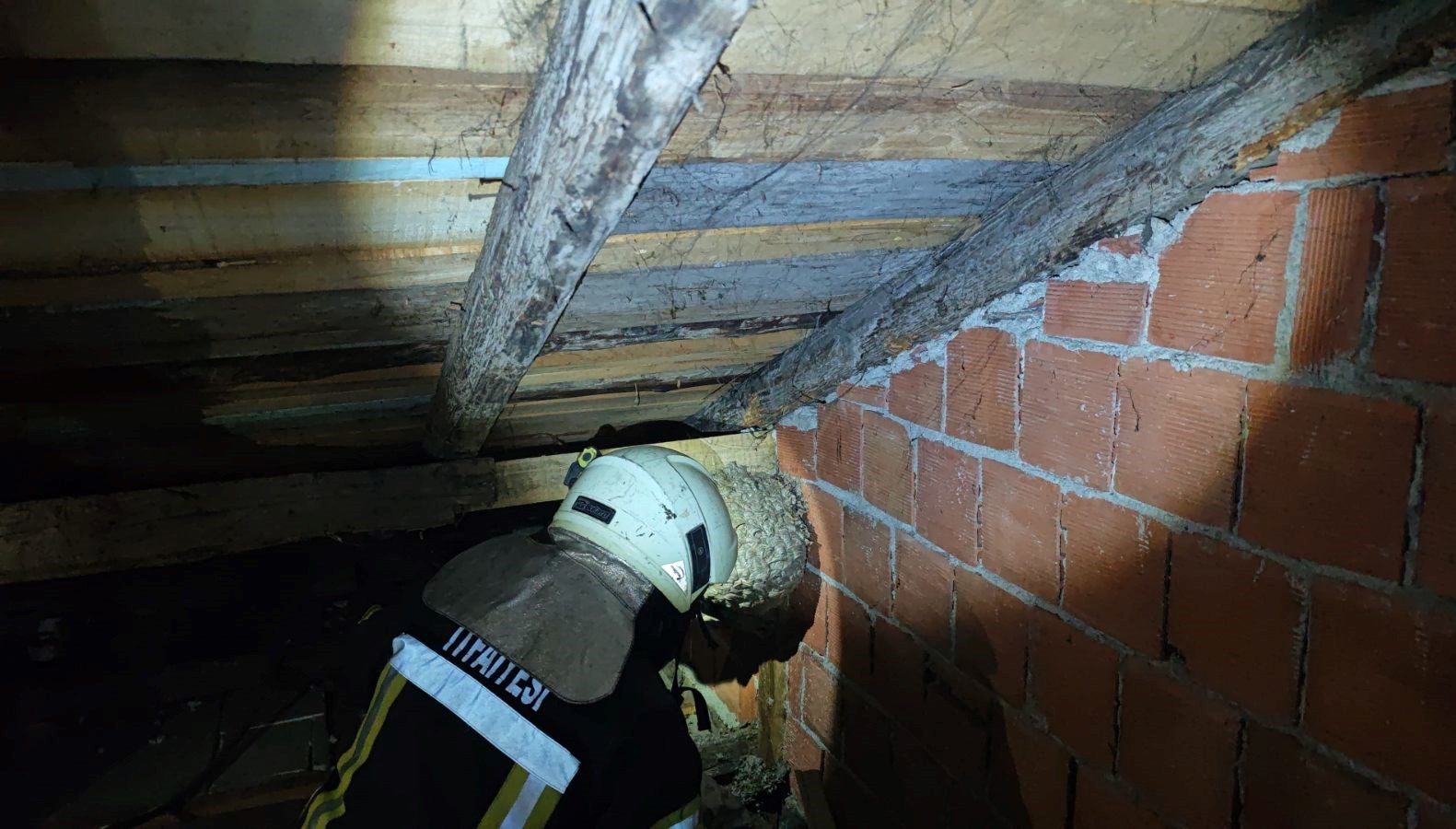 evin catisinda yaban arisi panigi itfaiye ekipleri cikardi yxWMqyI9.jpg